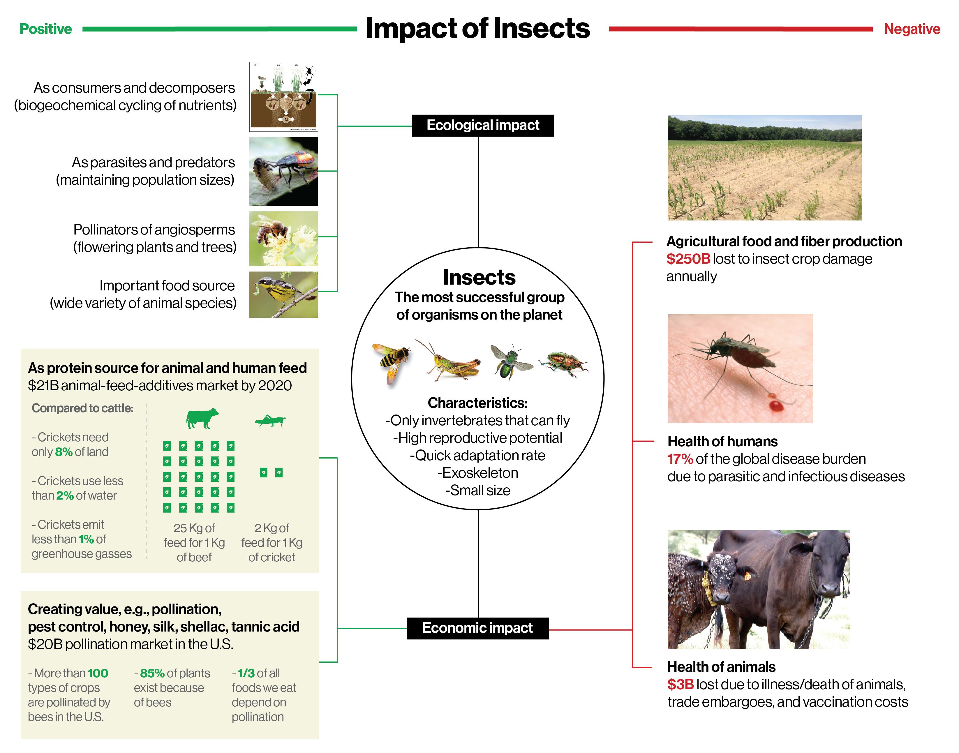 Insects Effects Insects Are Essential for Life. They’re… | Flagship Pioneering
